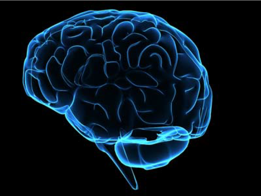 Spivack Brain Image