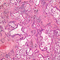 cell4