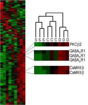 PKCb2, GABABR1, and CAMKIIb. See Mellott et al, 2007.