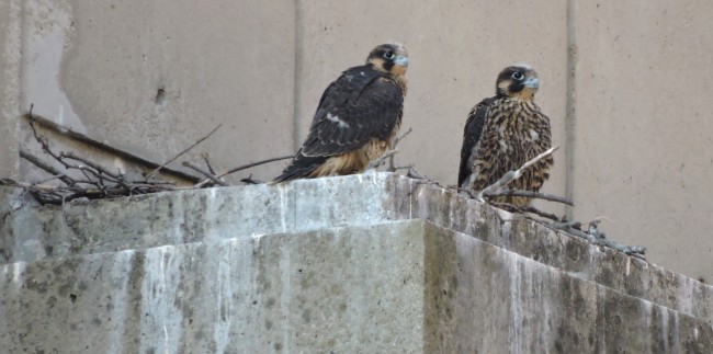 A family of peregrine falcons have made a nest on a window ledge atop the Solomon Carter Fuller Mental Health Building. Photos by Anita DeStefano, PhD, professor of Biostatistics and associate director of the BUMC Genome Science Institute.