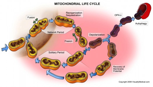 Mitochondrial_Life_Cycle