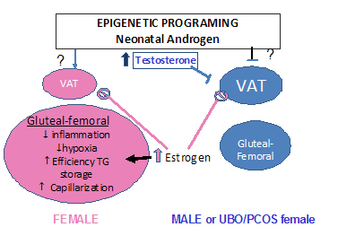 Gonadal steroids like contribute to sex differences in fat distribution in males and females through epigenetic effects and direct actions on adipose tissue growth, inflammation, metabolic and endocrine functions. 