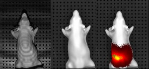 An example of the three images the IVIS camera takes upon acquisition of a three-dimensional reconstruction. (L to R) Structural image, photographic image, signal overlaying photograph.
