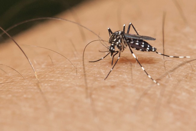 The Aedes aegypti mosquito, which spreads dengue, chikungunya, and zika.