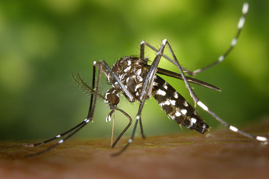 The Aedes aegypti mosquito, the leading culprit in the spread of Zika virus. By James Gathany, CDC, via Wikimedia Commons