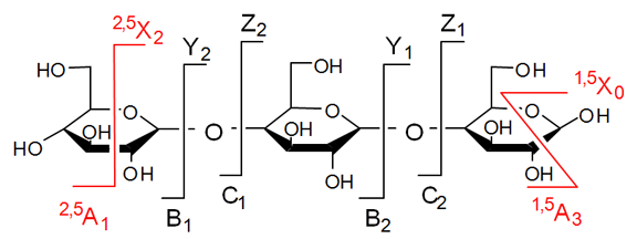 nomenclature for glycan fragments