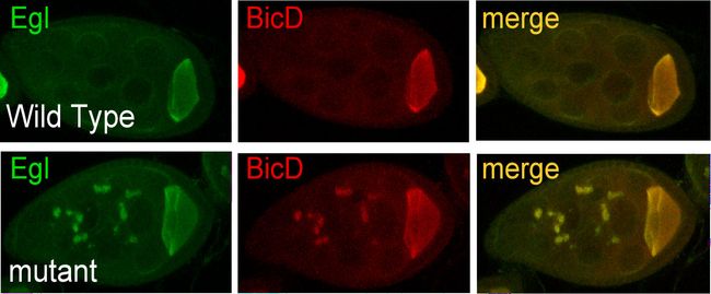 Wild type egg chambers showing Egl and BicD localization to the oocyte, the most posterior cell of the egg chamber. piRNA mutant egg chambers showing large aggregates of Egl and BicD within the supporting cells of the egg chamber in addition to their localization within the oocyte.