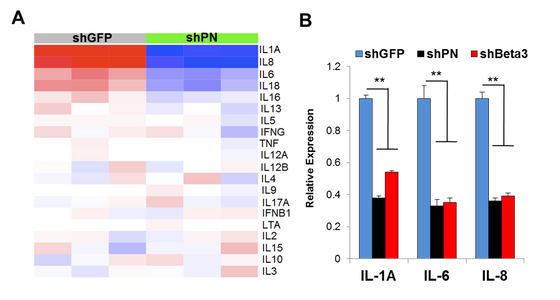 POSTN signaling regulates cytokine production