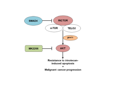 Working model for loss of SMAD4 function associated resistance to chemotherapy