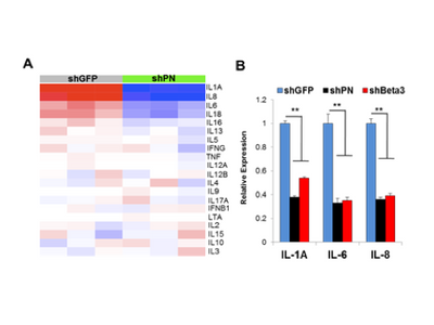 POSTN signaling regulates cytokine production