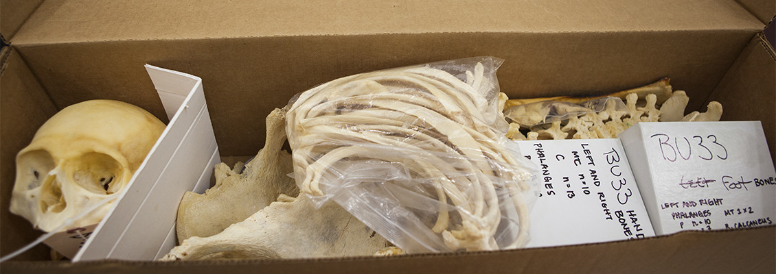 Forensic anthropology thesis for sale