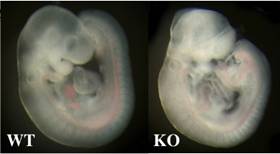 clip_image005 CK2α (Csnk2a1) homozygous mutant mice die by embryonic day (E)11 and display defects in the heart, neural tube, pharyngeal arches, tailbud and somites.