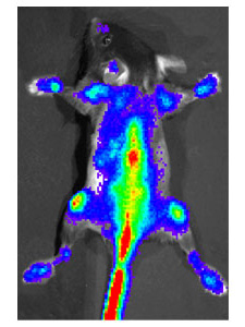In vivo luciferase imaging of HSC transplantation