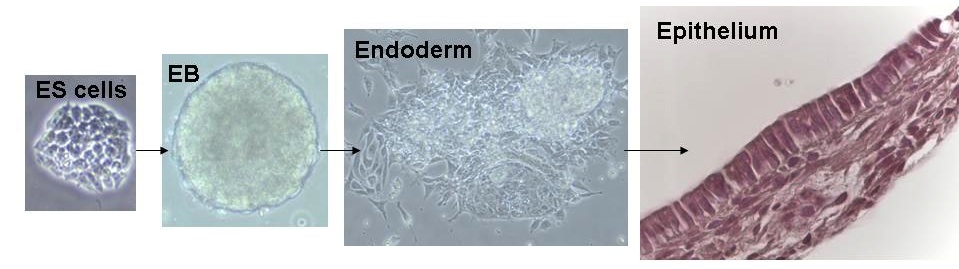 Derivation of Epithelium from Embryonic Stem Cells