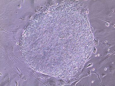 Human iPS Cells (PiZZ)