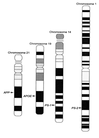 four chromosomes