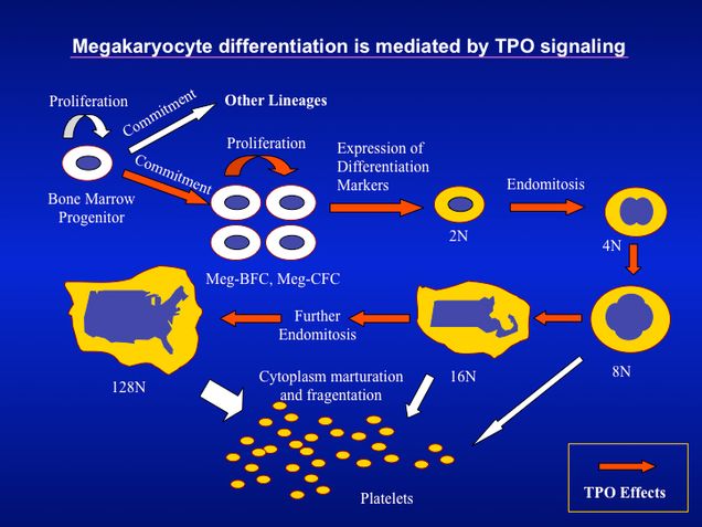 megakaryocyte slide