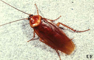 American Cockroach