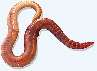 Redworm