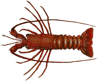 crayfish