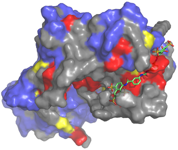 NF023 Pose FullProtein