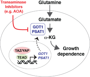 glutamine