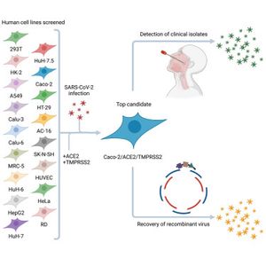 Saeed Lab New Publication: The Saeed lab publishes a paper reporting cell culture ...