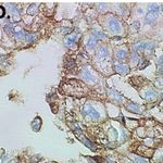 cell1
