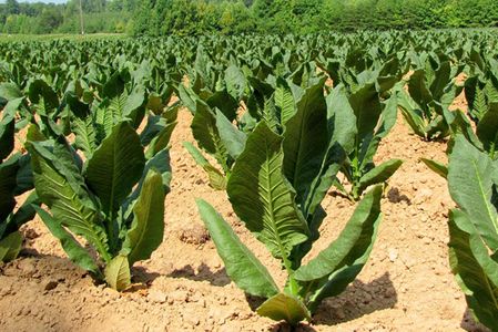 Anderson 2 Tobacco plants offer great promise for fast, low-cost antibody production. Photo by David Hoffman