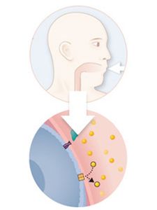 Corkey v_DiabetesDiagram