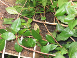 Khat web Khat plant