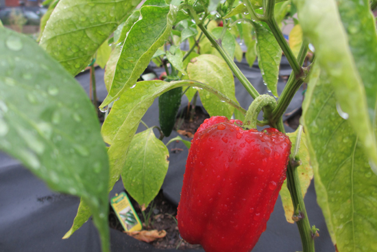 BU Today Field of Dreams 3 Red bell peppers were among the many vegetables planted this summer. Photo courtesy of Angela Jackson