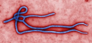ebola virus in blue against red background