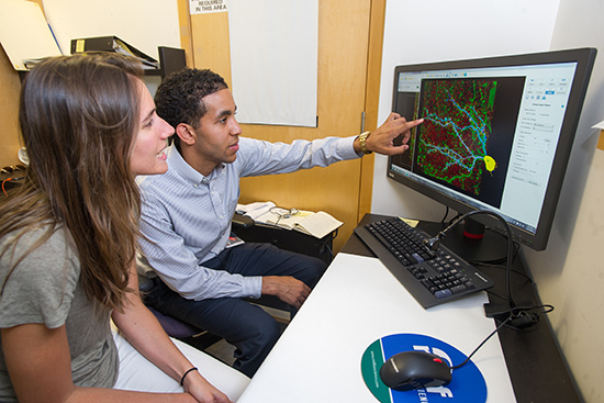 Denston Carey, Jr., an arts and sciences major at West Chester University of Pennsylvania, works with his grad student mentor, Teresa Guillamon-Vivancos (MED'17), in the neuroscience lab of Jennifer Luebke (MED’90), a MED associate professor, as part of the STaRS program.