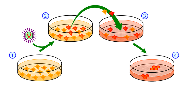 2000px-Induction_of_iPS_cells.svg