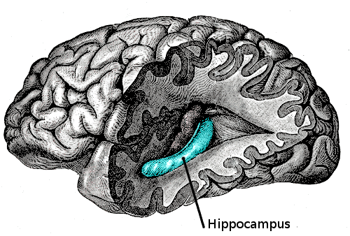 brain_hippocampus_highlighted