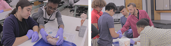 BAHEC Students analyze the human brain under the instruction of Dr. Joseph Goodliffe. 
