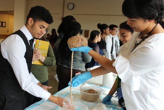  Brandon Hector (BAHEC Rising 12th grader) works with Elizabeth Kong of the Museum of Science to take a closer look at the human brain and spine. 