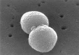 COM - Streptococcus pneumoniae