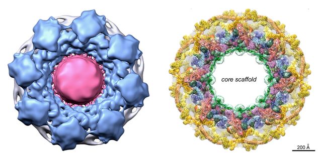 COM-nuclear pore complex