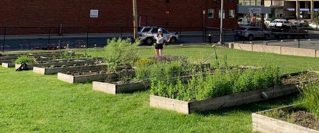 Raised beds at MSR