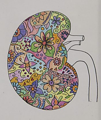 Color interpretation of kidney by Tania Lopez