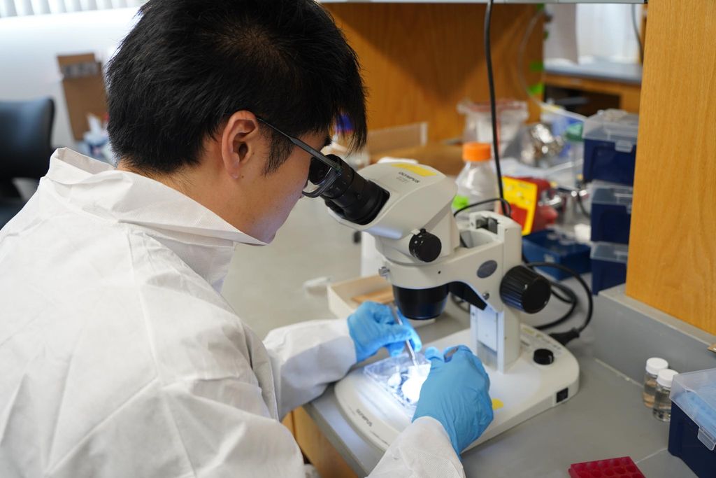 Medical student using microscope in the lab