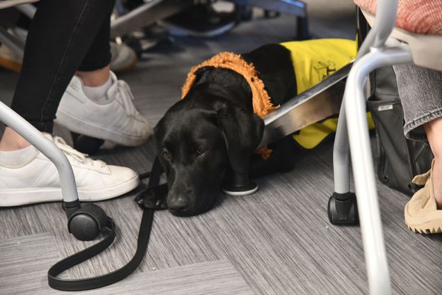 Black lab puppy, service dog Judy, resting under study table