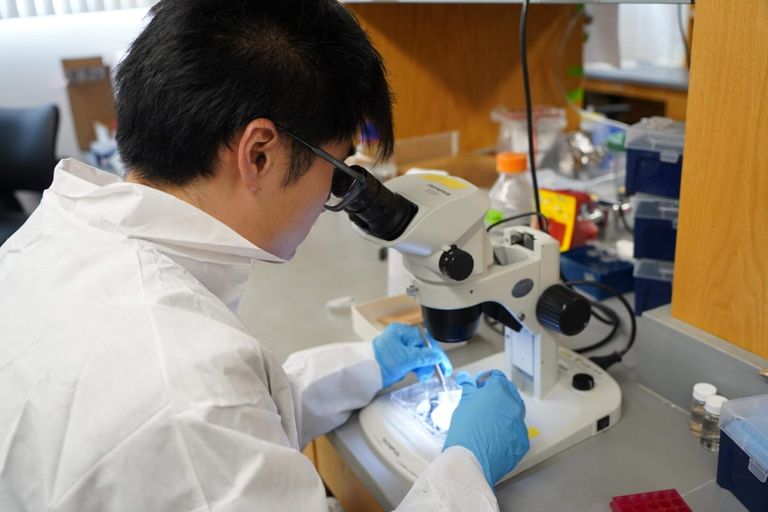 Medical student using microscope in the lab.