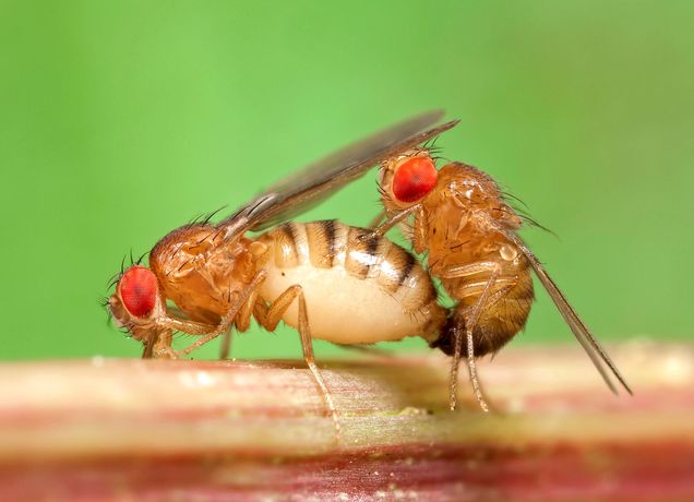 closeup of two fruit flies mating