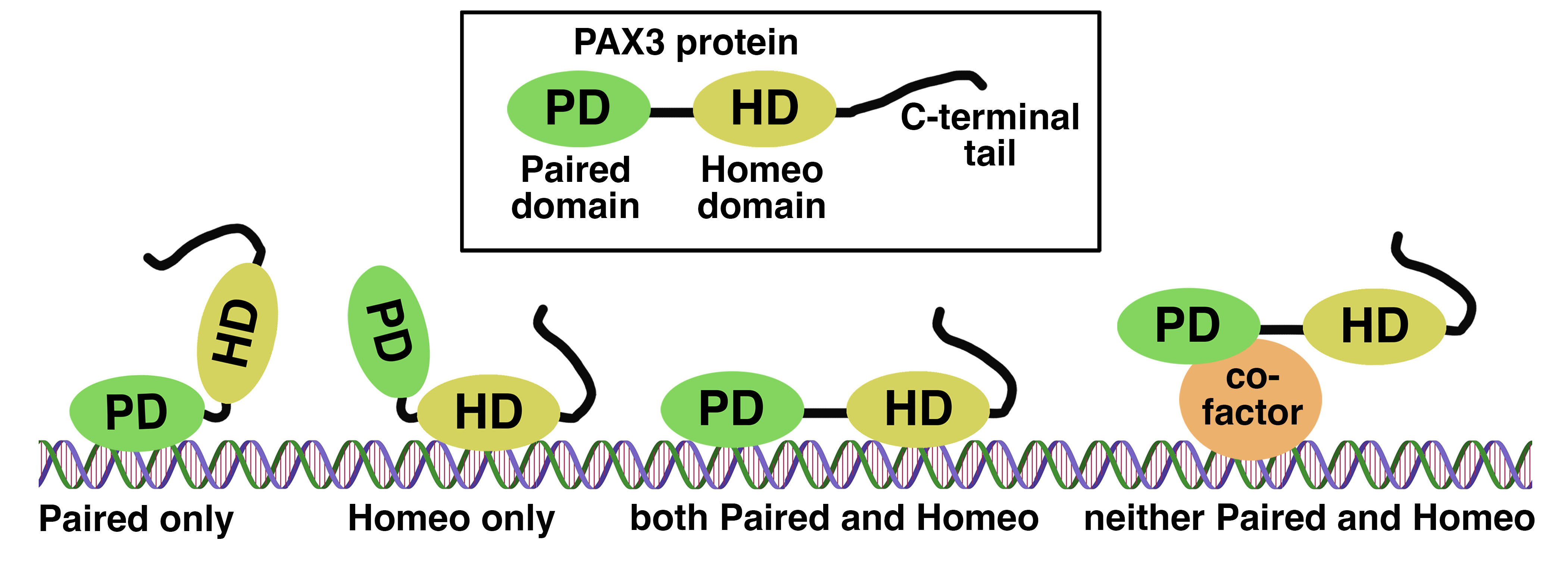 Schematic for different ways PAX3 binds to DNA 1