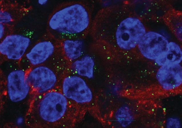 Cells in red, green and blue against dark background