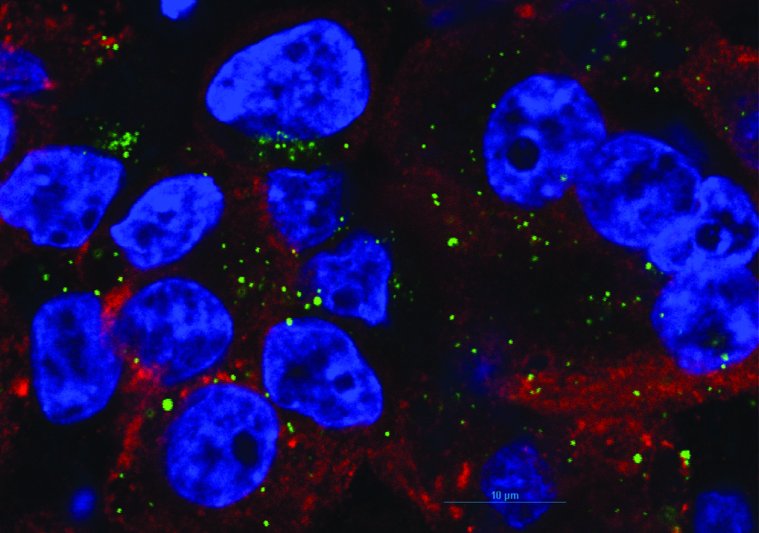 Cells in red, green and blue against dark background