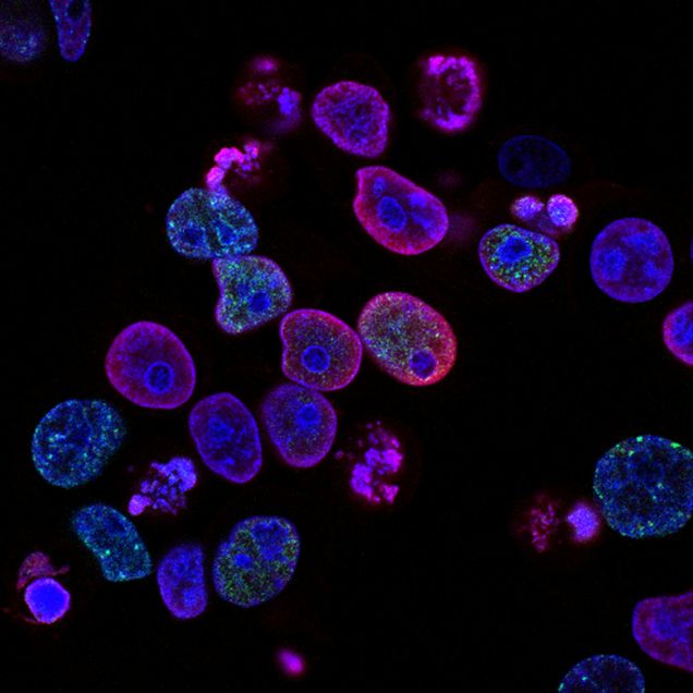 black background purple, blue and pink irregularly shaped circles